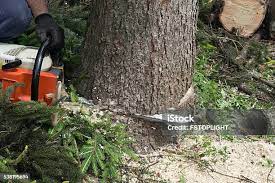 Best Storm Damage Tree Cleanup  in Eton, GA