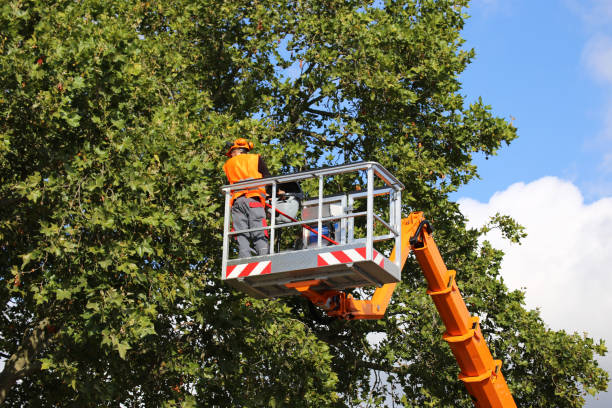 Best Tree Removal  in Eton, GA